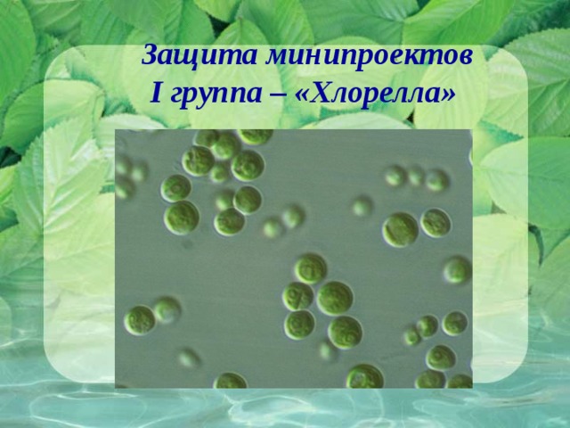 Защита минипроектов I группа – «Хлорелла» 