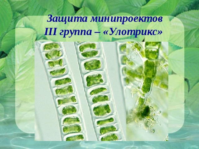 Защита минипроектов III группа – «Улотрикс» 