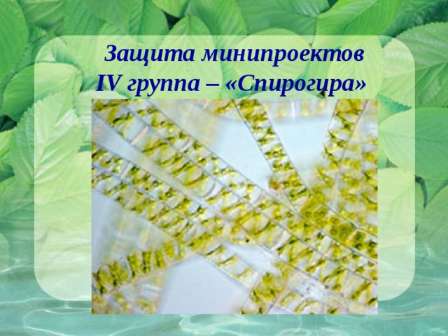 Защита минипроектов IV группа – «Спирогира» 