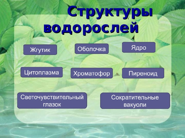  Структуры водорослей        