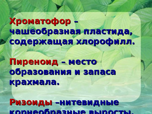  Хроматофор – чашеобразная пластида, содержащая хлорофилл.   Пиреноид – место образования и запаса крахмала.   Ризоиды –нитевидные корнеобразные выросты, служащие для прикрепления к грунту.   