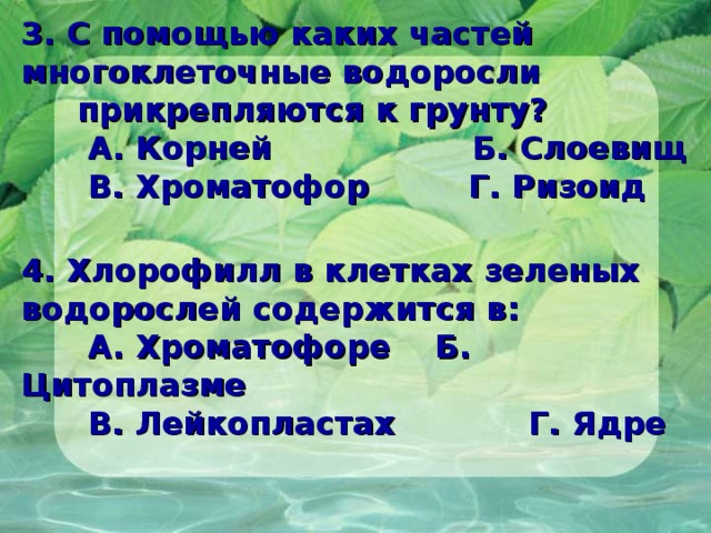 3. С помощью каких частей многоклеточные водоросли  прикрепляются к грунту?  А. Корней Б. Слоевищ  В. Хроматофор Г. Ризоид   4. Хлорофилл в клетках зеленых водорослей содержится в:  А. Хроматофоре Б. Цитоплазме  В. Лейкопластах Г. Ядре   