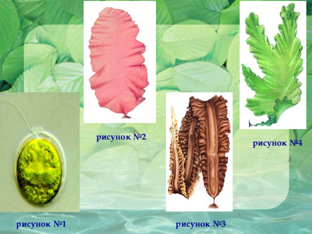 рисунок №2  рисунок №4 рисунок №1 рисунок №3 