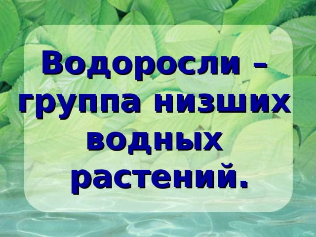  Водоросли – группа низших водных растений. 