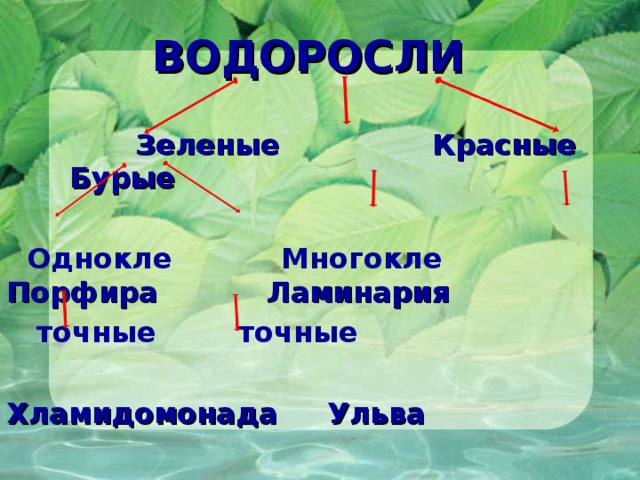 ВОДОРОСЛИ  Зеленые  Красные  Бурые   Однокле Многокле Порфира Ламинария  точные    точные  Хламидомонада Ульва  