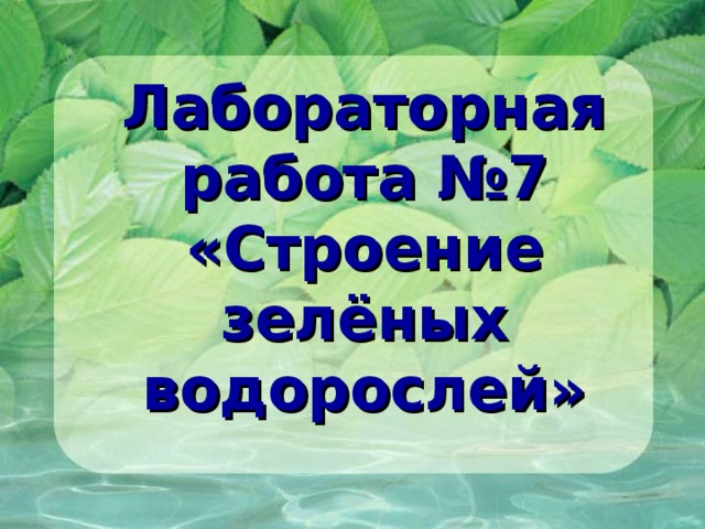 Лабораторная работа №7  «Строение зелёных водорослей» 