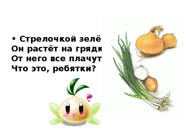 • Стрелочкой зелёной   Он растёт на грядке,   От него все плачут,   Что это, ребятки? 