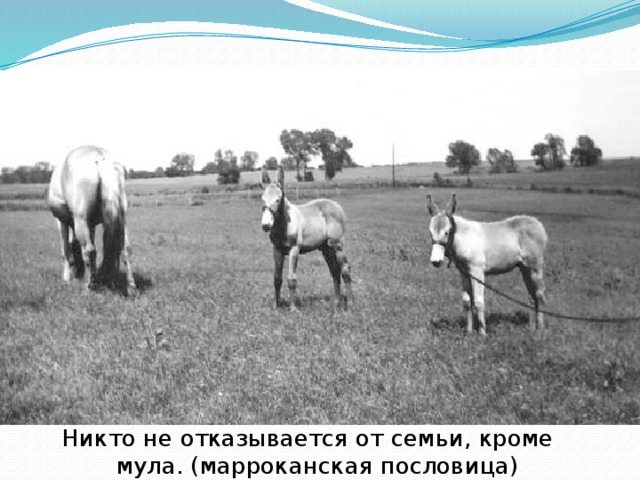 Никто не отказывается от семьи, кроме мула. (марроканская пословица) 