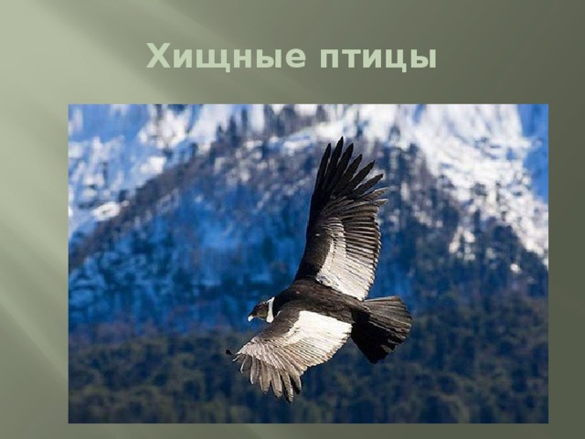 Хищные птицы 
