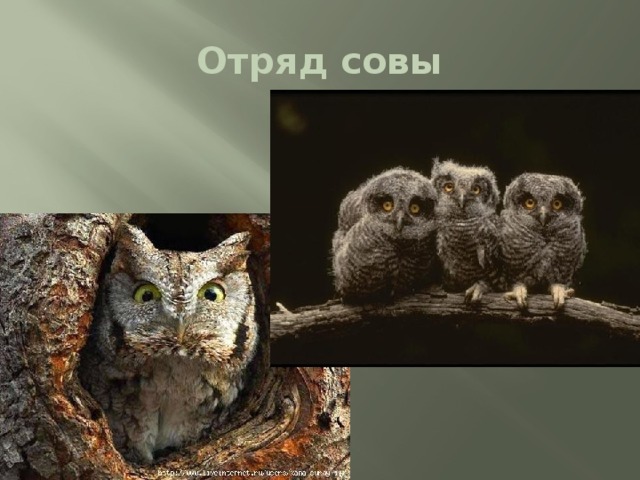 Отряд совы 
