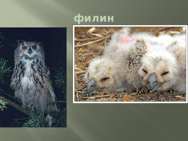 филин 