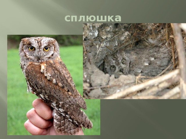 сплюшка 
