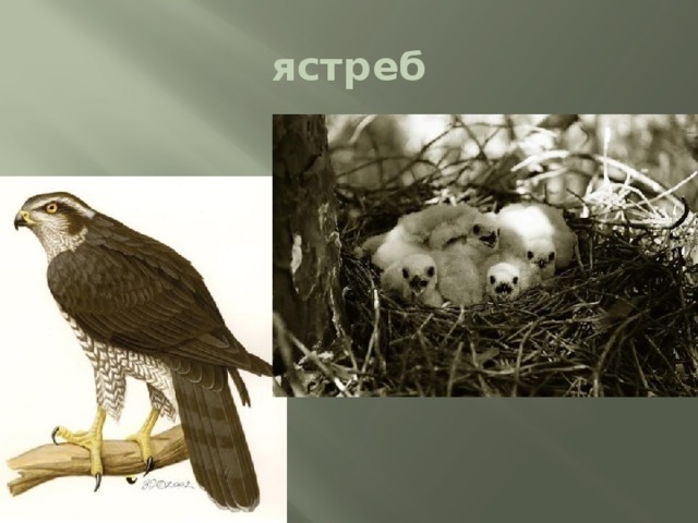 ястреб 
