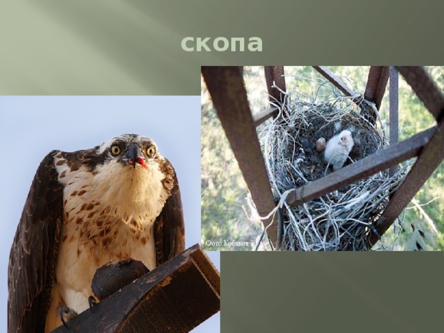скопа 