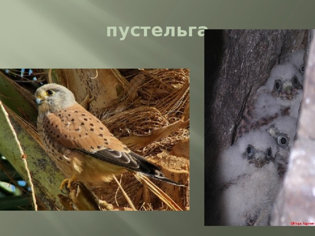 пустельга 