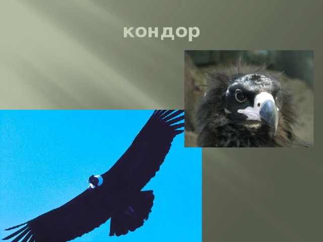 кондор 
