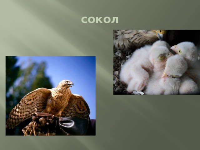 сокол 