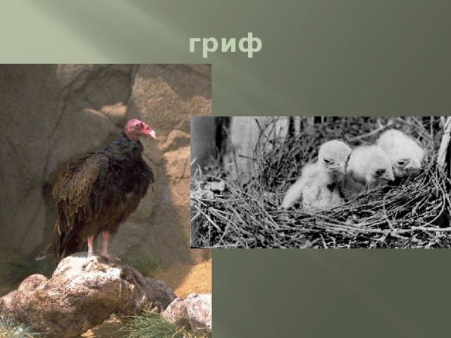 гриф 