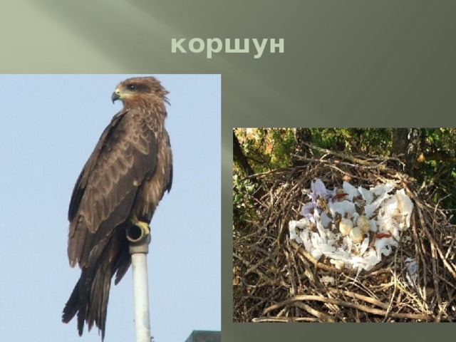 коршун 
