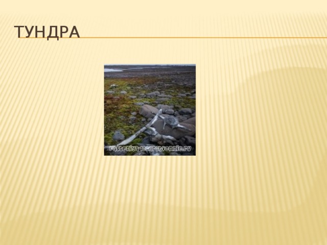 Тундра 