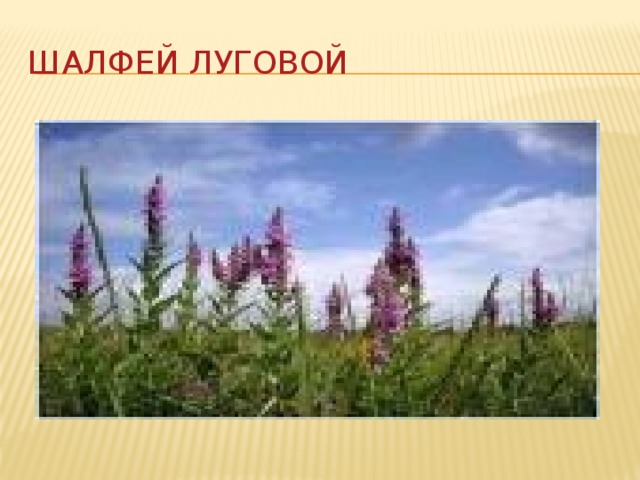 Шалфей луговой 