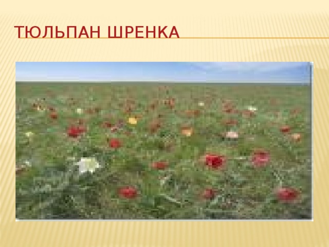 Тюльпан шренка 