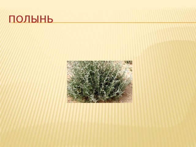 Полынь 
