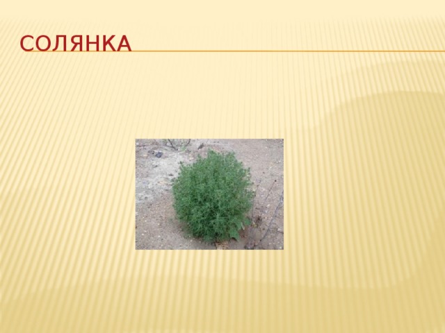 Солянка 