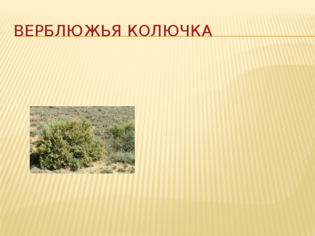 Верблюжья колючка 