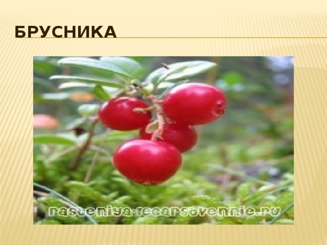 Брусника 