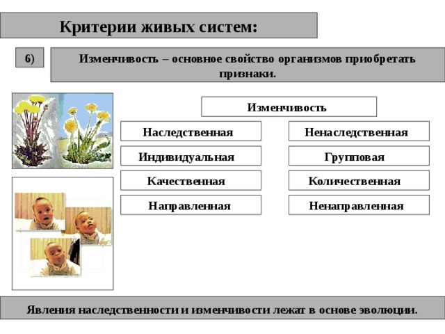 Критерии живых систем: Изменчивость – основное свойство организмов приобретать признаки. 6) Изменчивость Наследственная Ненаследственная Индивидуальная Групповая Качественная Количественная Направленная Ненаправленная Явления наследственности и изменчивости лежат в основе эволюции . 