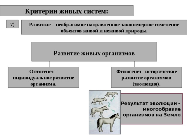 Критерии живых систем: Развитие – необратимое направленное закономерное изменение объектов живой и неживой природы. 7) Развитие живых организмов Онтогенез – индивидуальное развитие организма. Филогенез –историческое развитие организмов (эволюция). Результат эволюции – многообразие организмов на Земле 