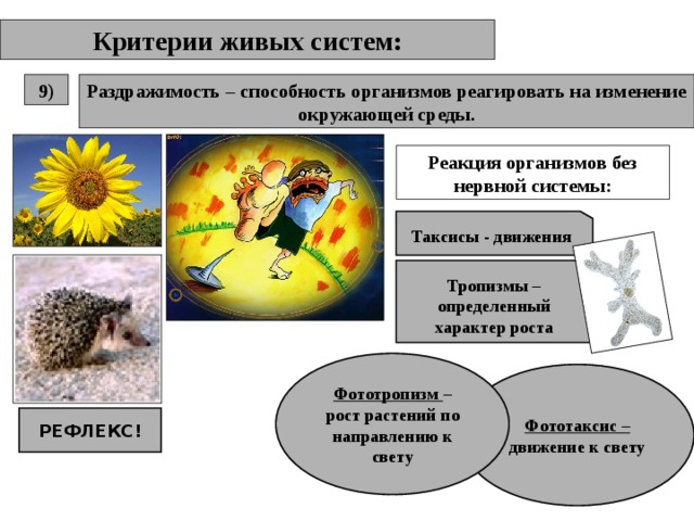 Критерии живых систем: Раздражимость – способность организмов реагировать на изменение окружающей среды. 9) Реакция организмов без нервной системы: Таксисы - движения Тропизмы – определенный характер роста Фототропизм – рост растений по направлению к свету Фототаксис – движение к свету РЕФЛЕКС! 