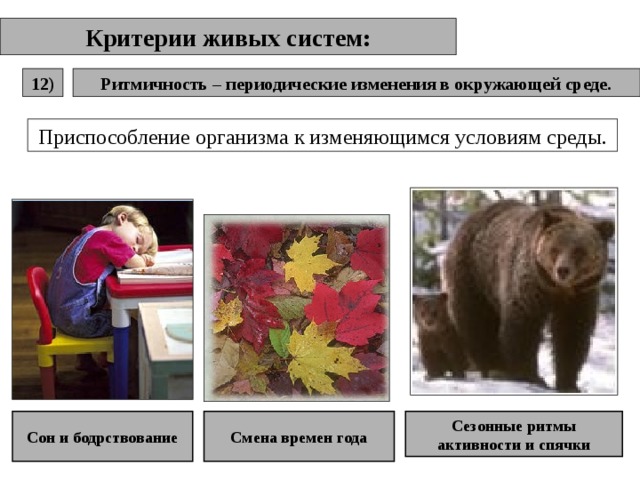 Критерии живых систем: Ритмичность – периодические изменения в окружающей среде. 12) Приспособление организма к изменяющимся условиям среды. Сон и бодрствование Смена времен года Сезонные ритмы активности и спячки 