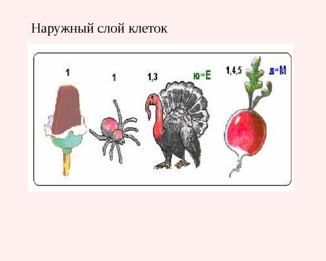 Наружный слой клеток 