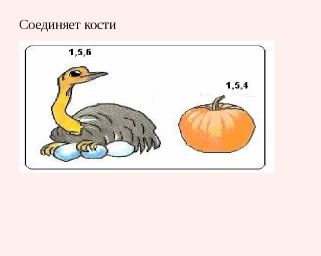 Соединяет кости   