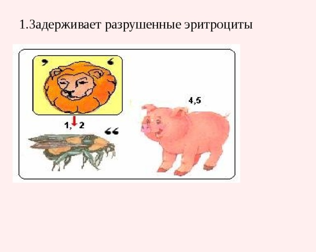 1.Задерживает разрушенные эритроциты   