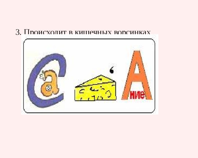     3. Происходит в кишечных ворсинках   