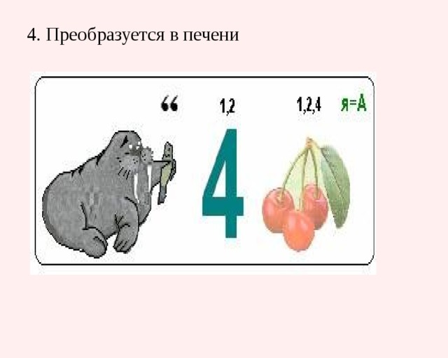 4. Преобразуется в печени   