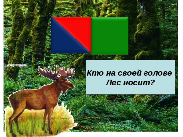 Кто на своей голове Лес носит? 