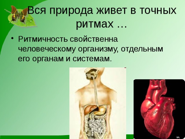 Вся природа живет в точных ритмах … Ритмичность свойственна человеческому организму, отдельным его органам и системам. 