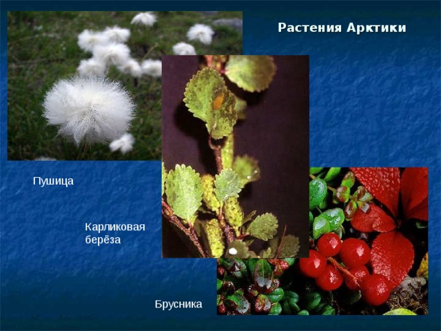 Растения Арктики Пушица Карликовая берёза Брусника 
