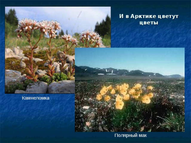 И в Арктике цветут цветы  Камнеломка  Полярный мак 