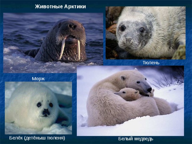 Животные Арктики Тюлень Морж  Белёк (детёныш тюленя) Белый медведь 
