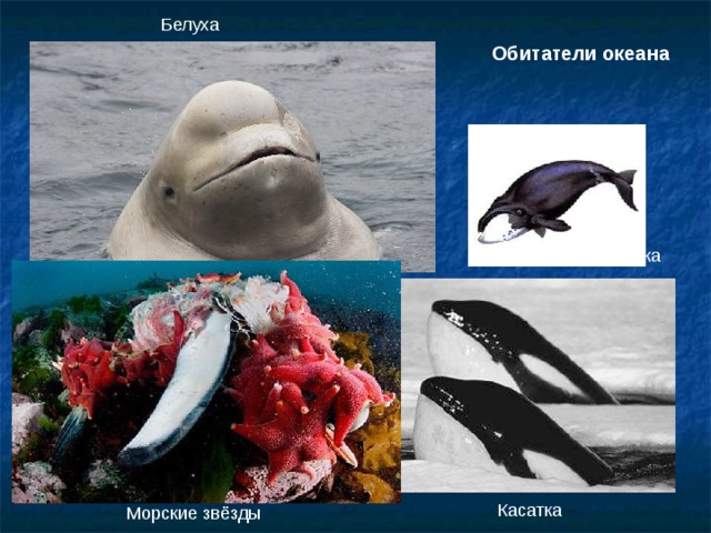 Белуха Обитатели океана Креветка Касатка  Морские звёзды 