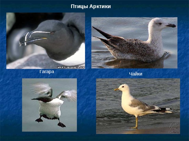Птицы Арктики  Гагара Чайки 