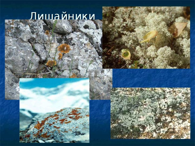  Лишайники 
