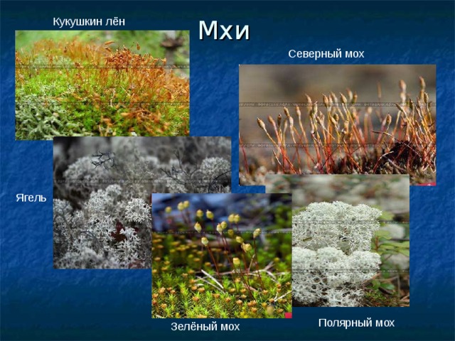 Кукушкин лён Мхи Северный мох Ягель Полярный мох Зелёный мох 