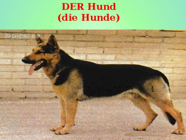 DER Hund  (die Hunde) 