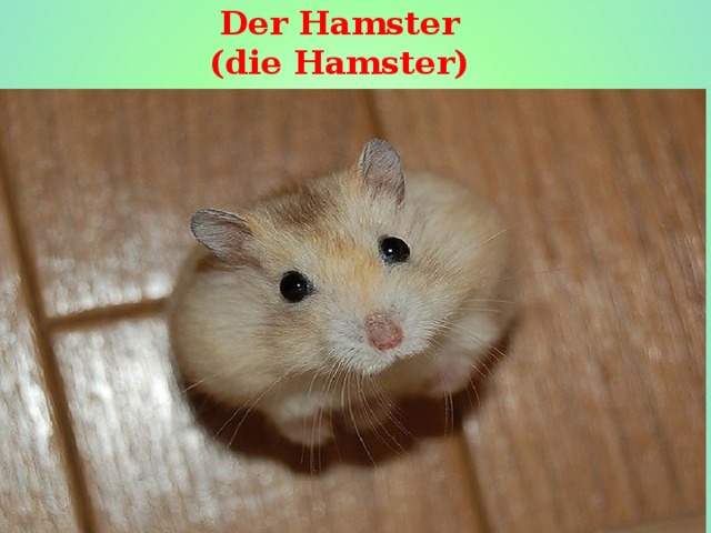 Der Hamster  (die Hamster)   